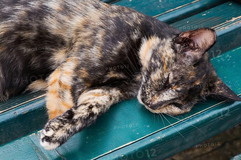 Close-up of calico colored feral Felis catus - Cat sleeping on turquoise wooden bench, Old Town of Kotor, Montenegro, Europe