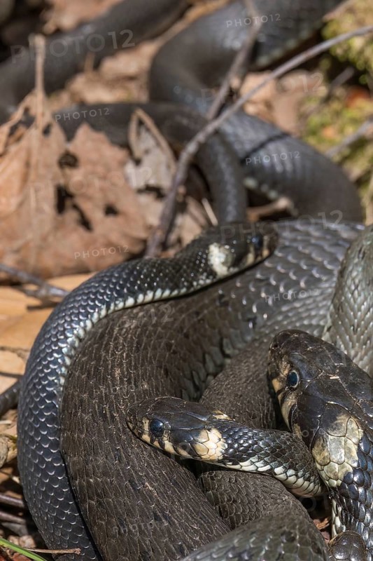 Grass snakes (Natrix natrix) warming themselves in the spring sun