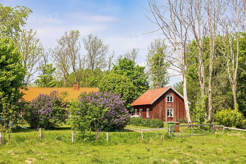 Idyllic old wooden cottage with flowering lilac (Syringa vulgaris) flowers a sunny spring day, Sweden, Europe
