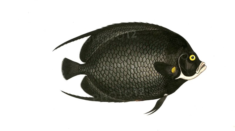 Fish, Fish, genus Butterflyfish, Butterflyfish, Chaetodon paru, the Black butterflyfish, the variegated Angel-fish, Historical, digitally restored reproduction from a 19th century original, Record date not stated
