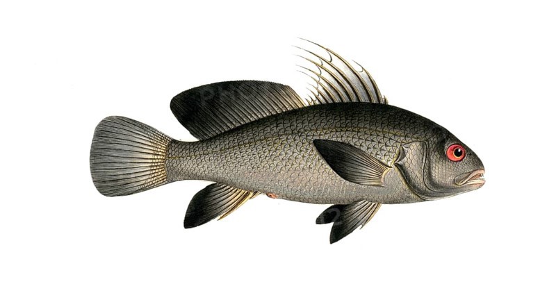 Fish, Fish, Corvina nigra, genus of the umber family, Sciaena nigra, black umber, Historic, digitally restored reproduction from a 19th century original, Record date not stated