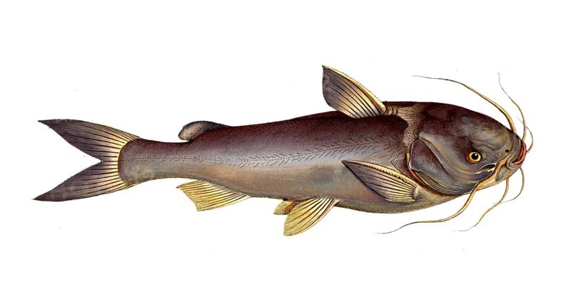 Fish, Fish, Genus of fish from the family of the true catfishes within the order of the catfishes, Silurus herzbergii, Silver Silure, Historical, digitally restored reproduction from a 19th century original, Record date not stated