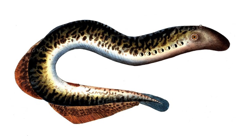 Fish, Fish, Petromizon marinus, Sea lamprey, Historical, digitally restored reproduction from a 19th century original, Record date not stated