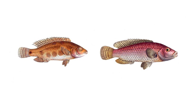 Fish, fish, left: Fish genus from the snapper family Lutjanus notatus, the spotted Lutjan, the spotted Lutian. right: Fish genus from the snapper family Lutjanus videns, the Double-tooth, Historic, digitally restored reproduction from a 19th century original, Record date not stated