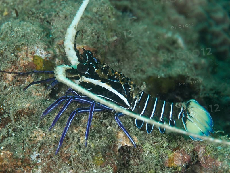 Painted rock crayfish (Panulirus versicolor), dive site Gondol East, Gondol, Bali, Indonesia, Asia