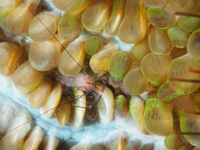 Philippine bubble coral shrimp (Palaemonella philippinensis) on a bubble coral, dive site Prapat, Penyapangan, Bali, Indonesia, Asia
