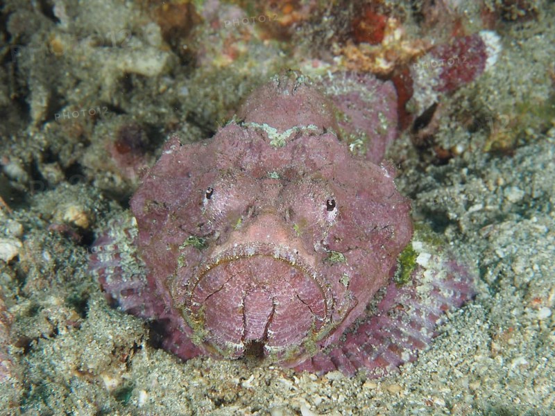 A humpback scorpionfish (Scorpaenopsis diabolus) sits motionless on the seabed, dive site Pidada, Penyapangan, Bali, Indonesia, Asia