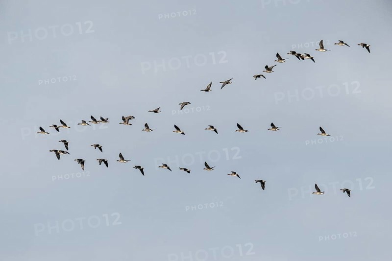 Bean geese (Anser fabalis), flying group, Emsland, Lower Saxony, Germany, Europe