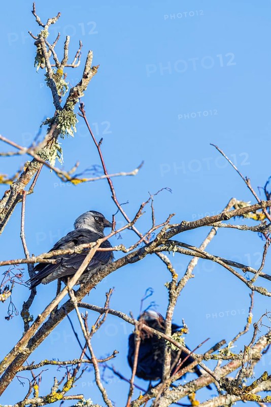 Western jackdaw (Coloeus monedula) sitting in a leafless tree in the spring sun