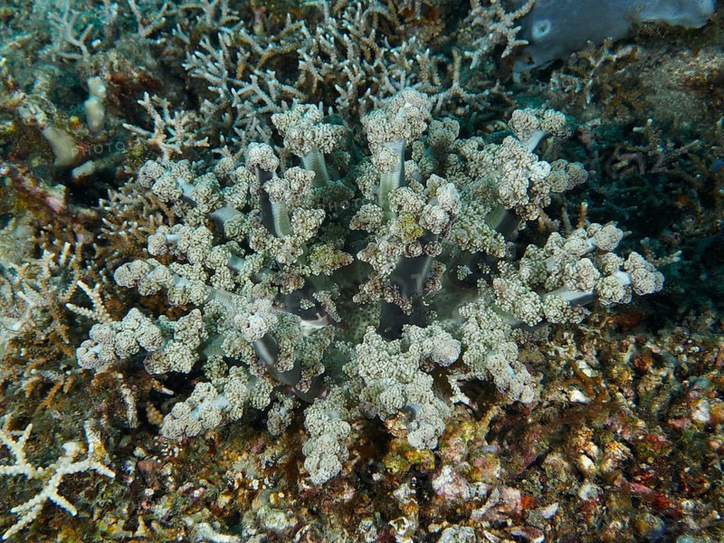 Feathered anemone, hellfire (Actinodendron plumosum), sea anemone, on the seabed, dive site Spice Reef, Penyapangan, Bali, Indonesia, Asia