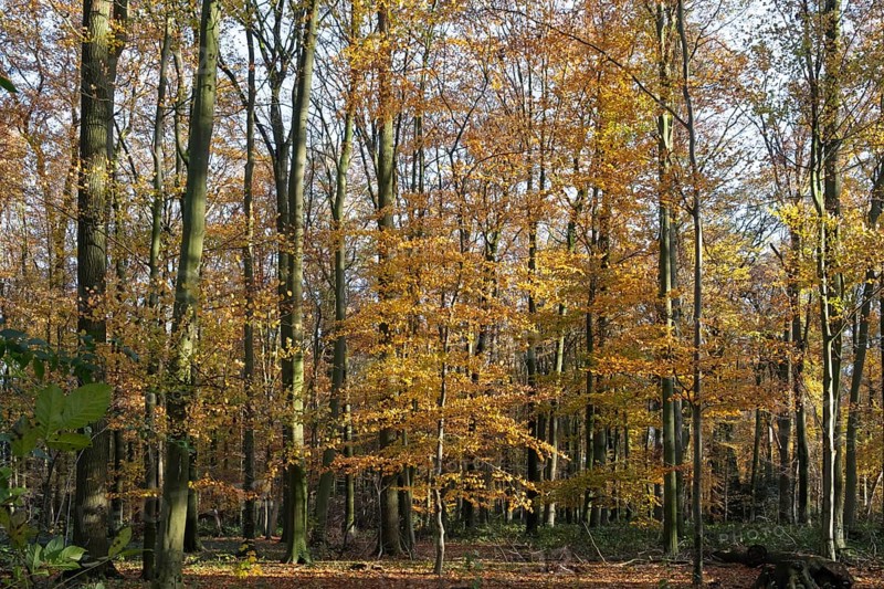 Autumn forest with colourful leaves and sunshine flooding the landscape, Ahaus, Münsterland, North Rhine-Westphalia, Germany, Europe