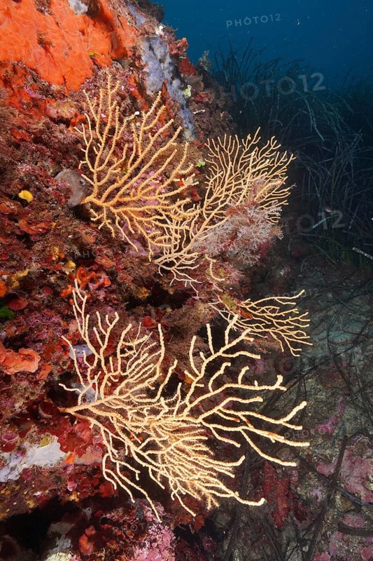 Yellow gorgonian (Eunicella cavolinii) growing on a rock face in the Mediterranean near Hyères. Dive site L'anse aux blés, Giens peninsula, Provence Alpes Côte d'Azur, France, Europe