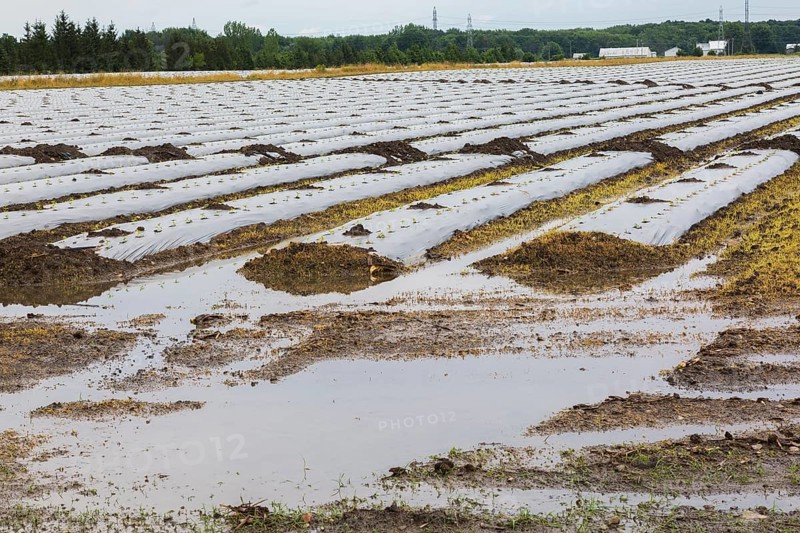 Young vegetable crops protected by plastic sheeting growing in agricultural field flooded and damaged by heavy rainfall due to climate change in summer, Quebec, Canada, North America
