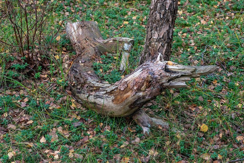 Dead trees and branches are full of life and contribute to biological diversity in nature. Ystad, Skåne County, Sweden, Scandinavia, Europe