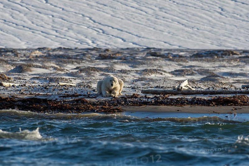 Polar bear (Ursus maritimus), male on beach in front of glacier, Kvitøya, Svalbard and Jan Mayen archipelago, Norway, Europe