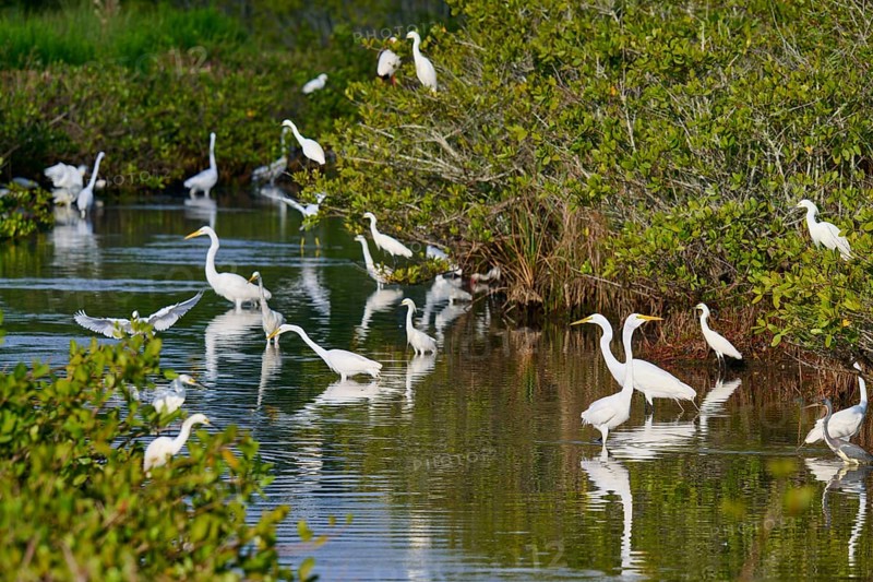 Great Egret (Egretta alba), group standing in a calm body of water surrounded by green vegetation, Black Point Wildlife Drive, Titusville, Florida, USA, North America