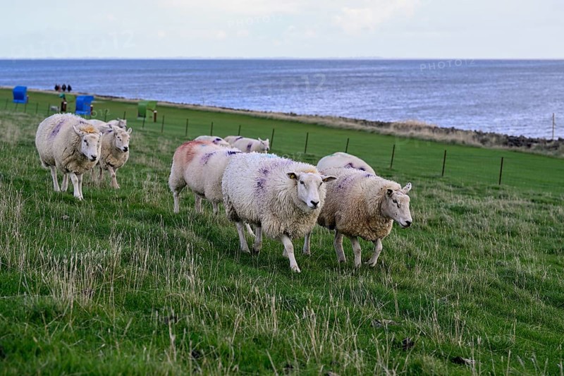Sheep on a dyke, Pellworm Island, Schleswig-Holstein Wadden Sea National Park, North Frisia, Germany, Europe