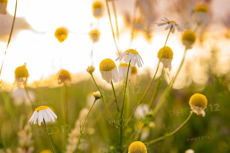 Camomile flowers in a meadow in the warm evening light