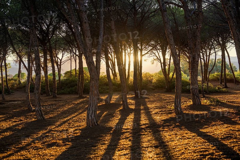 Pine forest, Spiaggia di Isula Manna, sunset, Santa Maria Navarrese, Gulf of Orosei National Park, Baunei, Nuoro, Sardinia, Italy, Europe