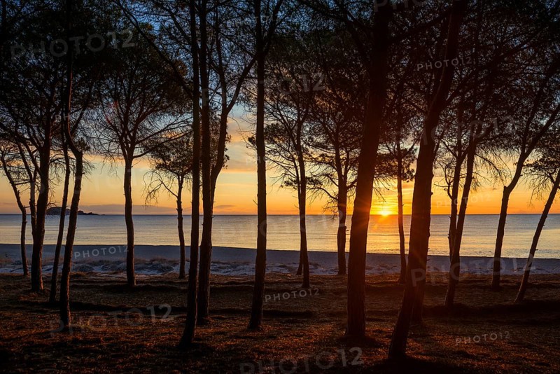 Lonely sandy beach and pine forest, Spiaggia di Isula Manna, sunrise, Santa Maria Navarrese, Gulf of Orosei National Park, Baunei, Nuoro, Sardinia, Italy, Europe