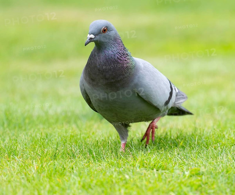 Domestic pigeon (Columba livia domestica) on a lawn, green area in search of food, Lower Saxony, Germany, Europe