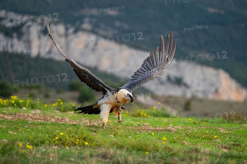 Bearded Vulture (Gypaetus barbatus) adult bird in flight with mountains in the backround, Pyrenees, Lleida, Spain, Europe