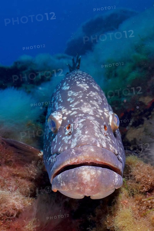 Large fish with detailed skin, Dusky Grouper (Epinephelus marginatus) (Mycteroperca marginatus), on the seabed, dive site marine reserve Port Cros, Provence Alpes Côte d'Azur, France, Europe