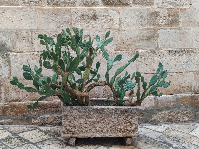 Prickly pear in front of a sandstone wall as decoration, Locorotondo, Apulia, Southern Italy, Italy, Europe