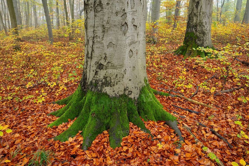 Near-natural deciduous forest in autumn with colourful leaves, copper beech (Fagus sylvatica), trunk base covered with moss, fog in the forest, Hainich National Park, Thuringia, Germany, Europe