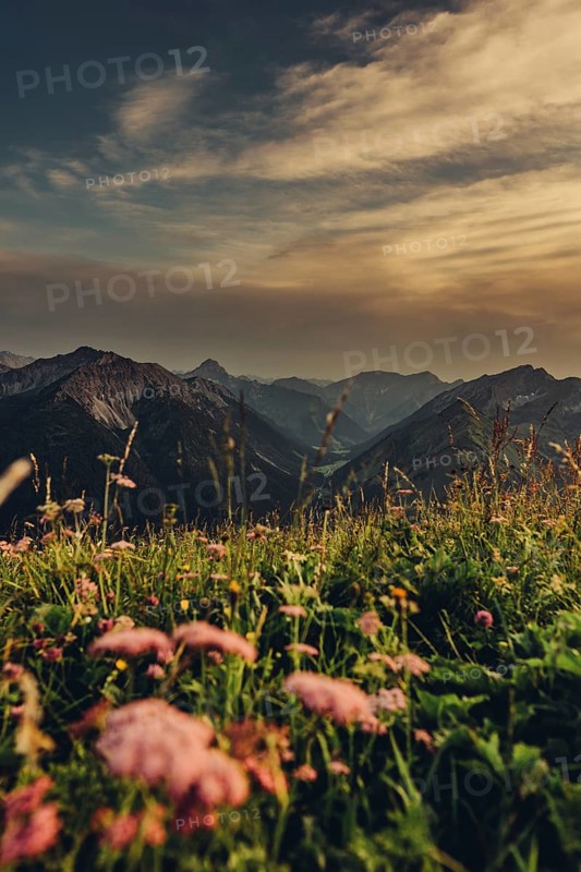 Hiking tour on the Hönig mountain in the Lechtal valley near Berwang in Tyrol, Austria, Europe