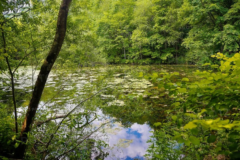 Gönninger Seen, lime tufa nature trail, idyll, nature, at the foot of the Swabian Alb, Gönningen near Reutlingen, Wiesaztal, Baden-Württemberg, Germany, Europe