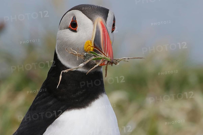 Close-up of a puffin with grass in its beak, nest material, breeding season, Lunga Island, Treshnish Isles, Inner Hebrides, Scotland, Great Britain