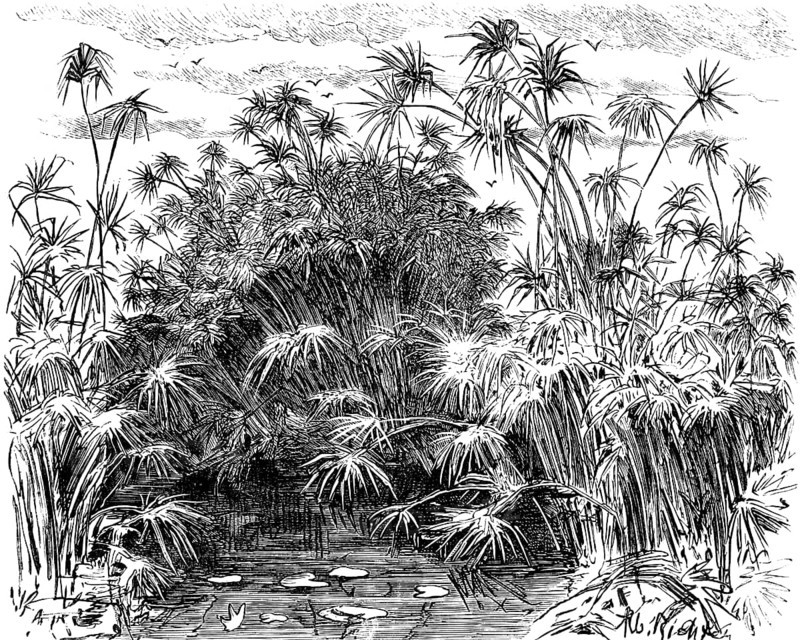 Papyrus plants (Cyperus papyrus) near Syracuse, papyrus shrubs in water, water lilies, island of Sicily, Italy, historical illustration 1882, Europe