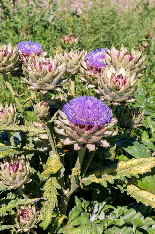 Green artichoke plants with striking purple flowers, Baden-Württemberg, Germany, Europe