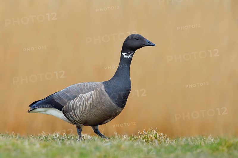 Brent goose (Branta bernicla) standing in a meadow, Wildlife, Geese, Lauwersmeer National Park, Netherlands