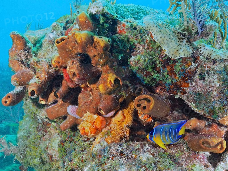 A colourful assemblage of corals and sea sponge, Brown tube sponge (Agelas conifera), with a Blue-yellow fish, dive site John Pennekamp Coral Reef State Park, Key Largo, Florida Keys, Florida, USA, North America