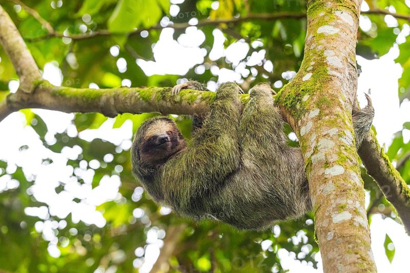 Three-fingered sloth (Bradypus), Mammals (Mammalia), La Fortuna, Guanacaste, Costa Rica, Central America