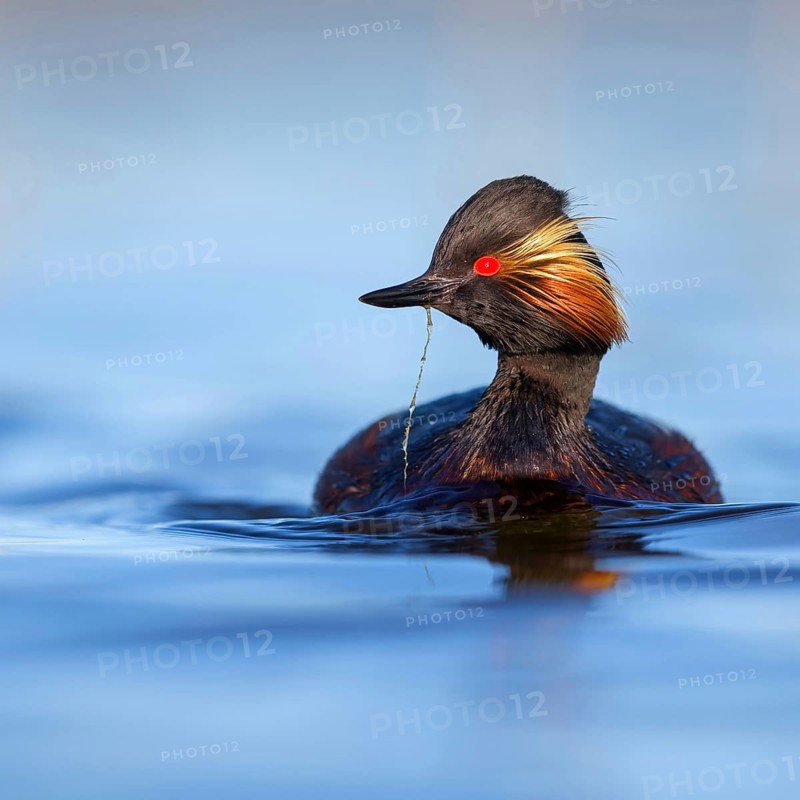 Black-necked grebe (Podiceps nigricollis), swimming in the water, Hides de El Taray / Floating Hid, Villafranca de los Caballeros, Castilla La Mancha / Toledo, Spain, Europe