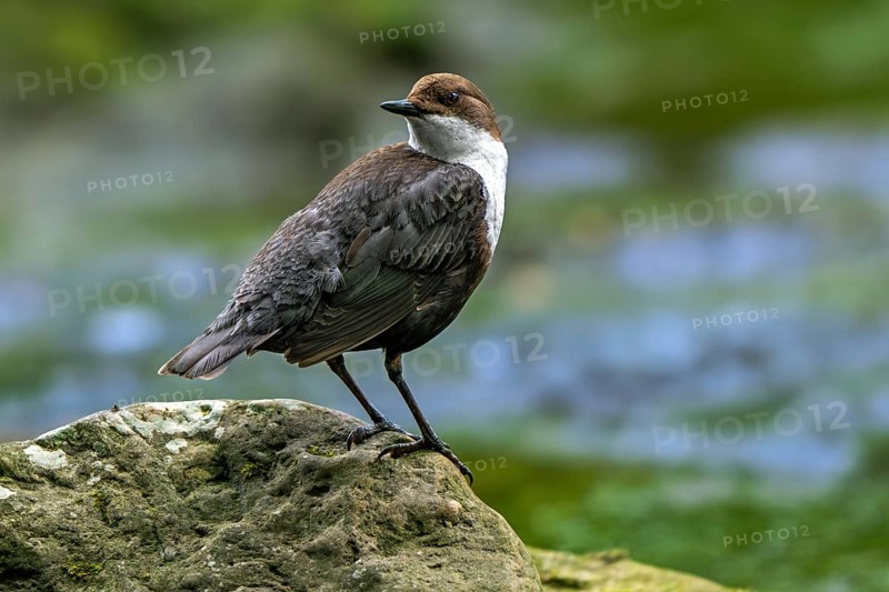 White-throated dipper, Central European dipper (Cinclus cinclus aquaticus) resting on rock in stream, river while looking backward