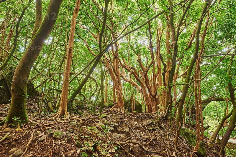Landscape of Rainforest at the Lulumahu trail to the Lulumahu falls, Honolulu Watershed Forest Reserve, Hawaiian Island Oahu, O?ahu, Hawaii, Aloha State, United States, North America