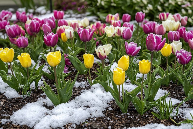 Yellow and purple tulip spring flowers blooming in garden in snow during late winter or early spring. Generative AI, AI generated