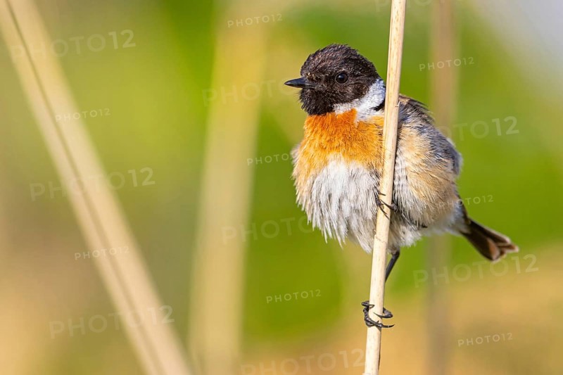 Stonechat, (Saxicola torquata), foraging, male, Eich, Rhineland-Palatinate, Germany, Europe