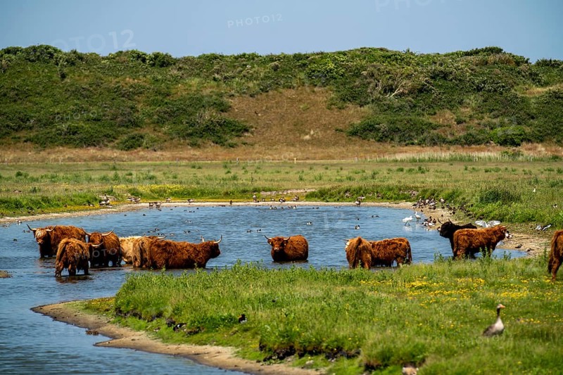 North Sea island Langeoog, early summer, dune landscape in the centre of the island, Galloway cattle, pond, Lower Saxony, Germany, Europe