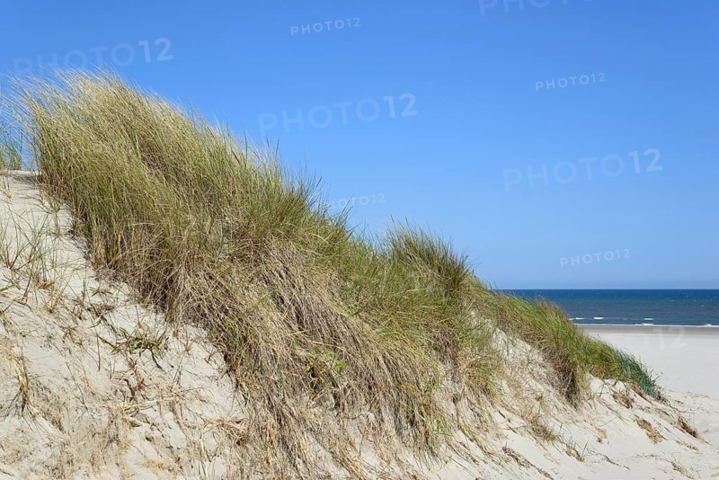 High dune with marram grass (Ammophila arenaria), blue sky, North Sea, Juist, East Frisian Islands, Lower Saxony, Germany, Europe