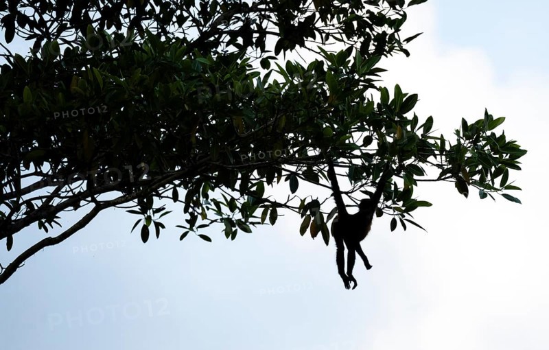 Geoffroy's spider monkey (Ateles geoffroyi), monkey foraging in a tree, Sirena, Corcovado National Park, Osa, Puntarena Province, Costa Rica, Central America