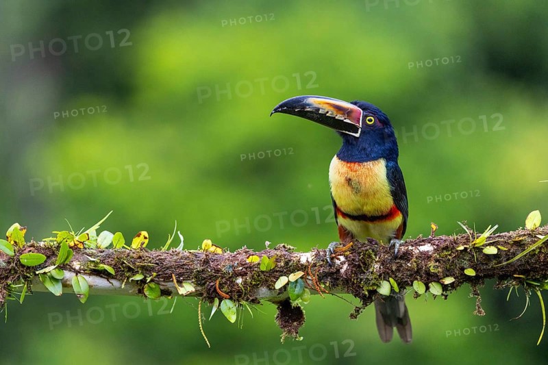 Collared Aracari (Pteroglossus torquatus), Toucans (Ramphastidae), Laguna del Lagarto Lodge, Alajuela, Costa Rica, Central America