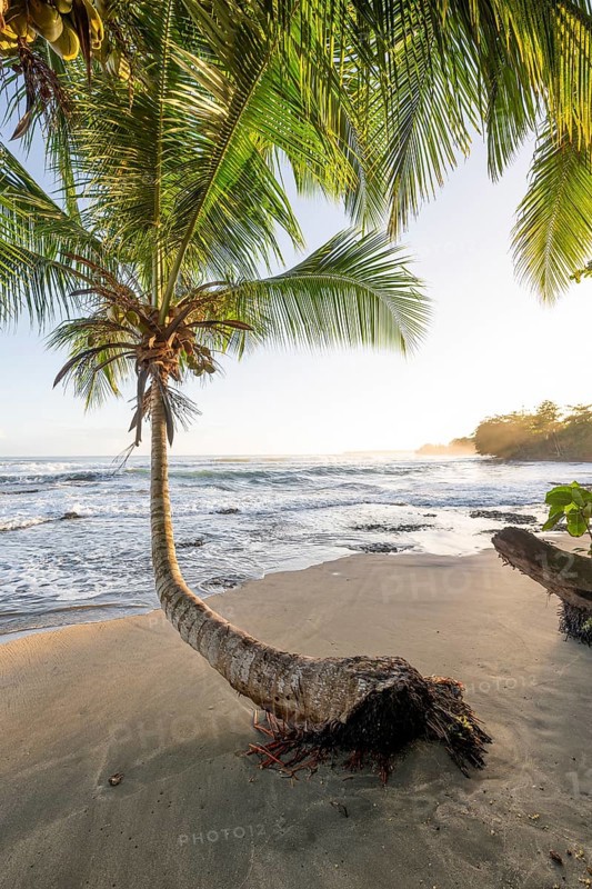 Sea and Caribbean sandy beach with palm trees at sunrise, Caribbean coast, Playa Negra, Cahuita, Limón province, Costa Rica, Central America