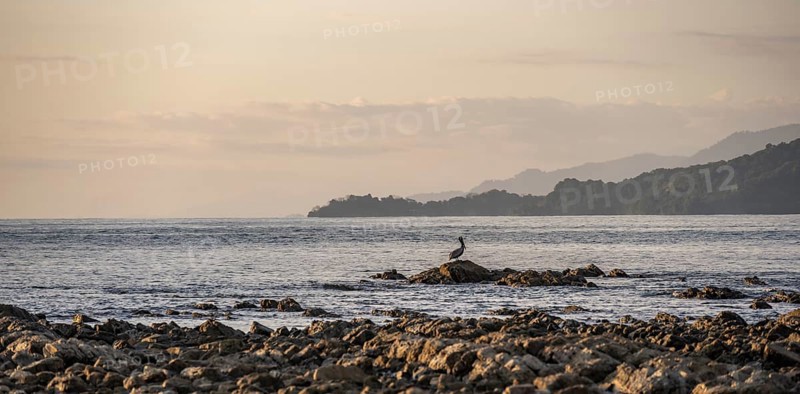 Brown pelican on the coast, Marino Ballena National Park, South Pacific beach and sea, Puntarenas province, Osa, Costa Rica, Central America
