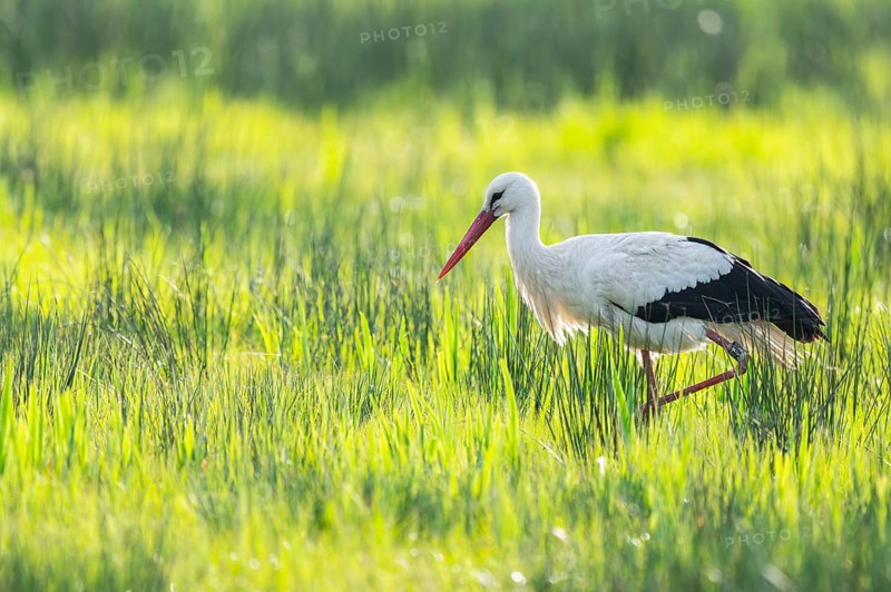 White stork (Ciconia ciconia) foraging in a meadow, spider threads on the grass, Lower Saxony, Germany, Europe