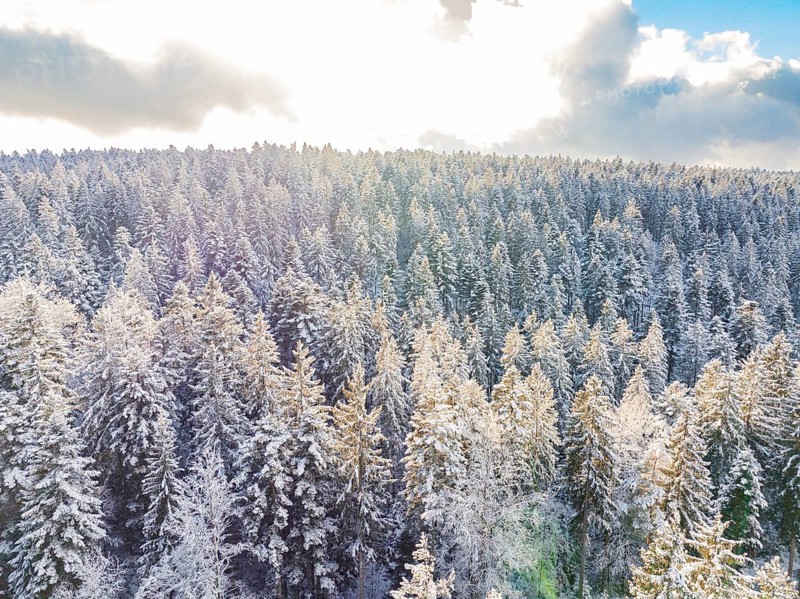Snowy forest landscape illuminated by the sun under a blue sky, Bad Wildbad, district of Calw, Black Forest, Germany, Europe